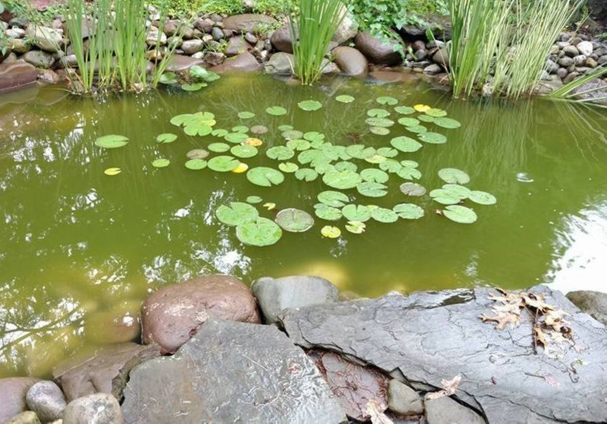 Creative Oasis - Pond Cleaning