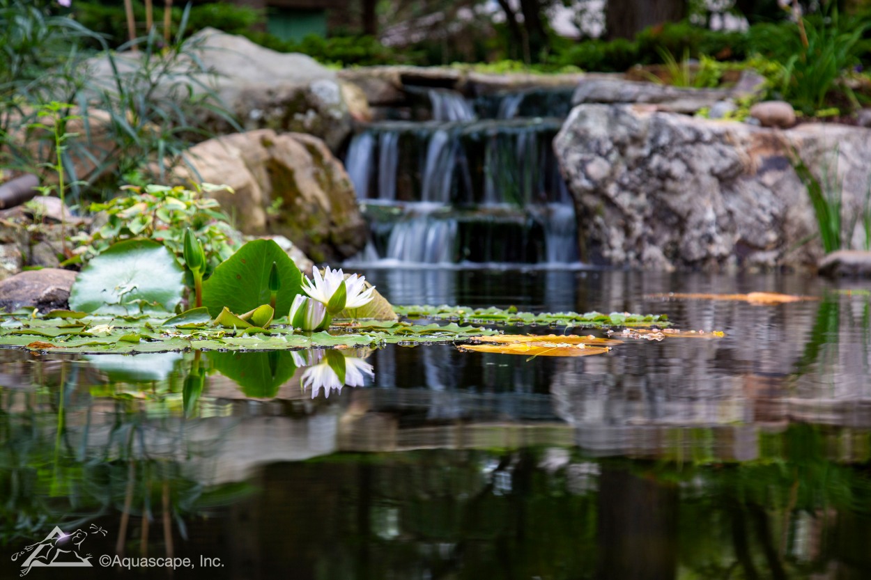 Pond Installation
