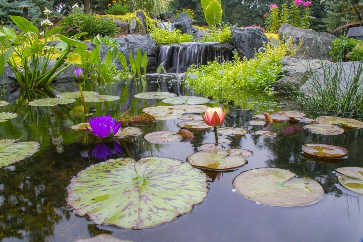 Creative Oasis - Pond Installation