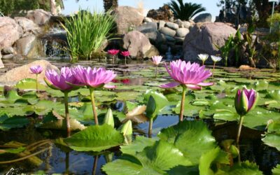 What the Certified Aquascape Contractor CAC Designation Means for Your Project