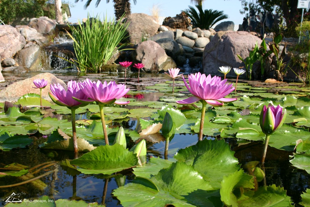 Pond Maintenance